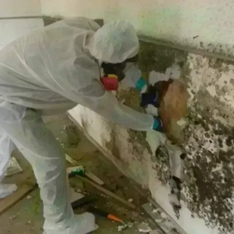 Mold Remediation and Removal in Goldenrod, FL